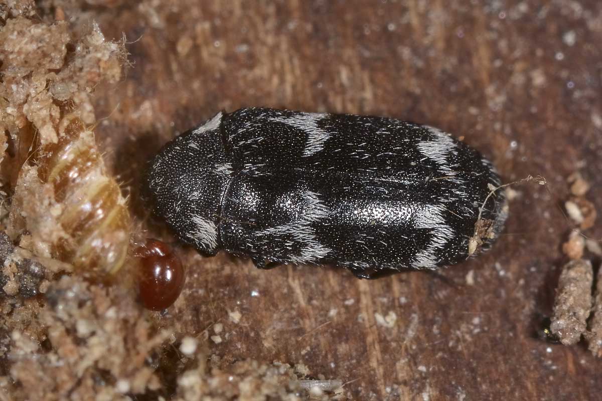 Megatoma undata, Dermestidae